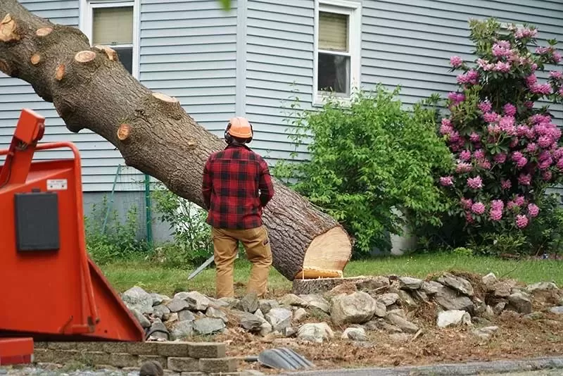 How to Know If It’s Time for You to Cut Down the Tree in Your Property